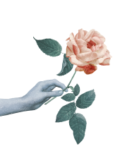 black and white hand holding a colourful rose